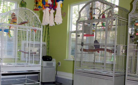 Vartanian Construction parrot room addition int4