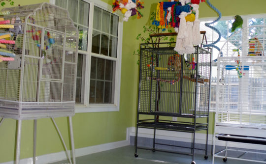 Vartanian Construction parrot room addition int5